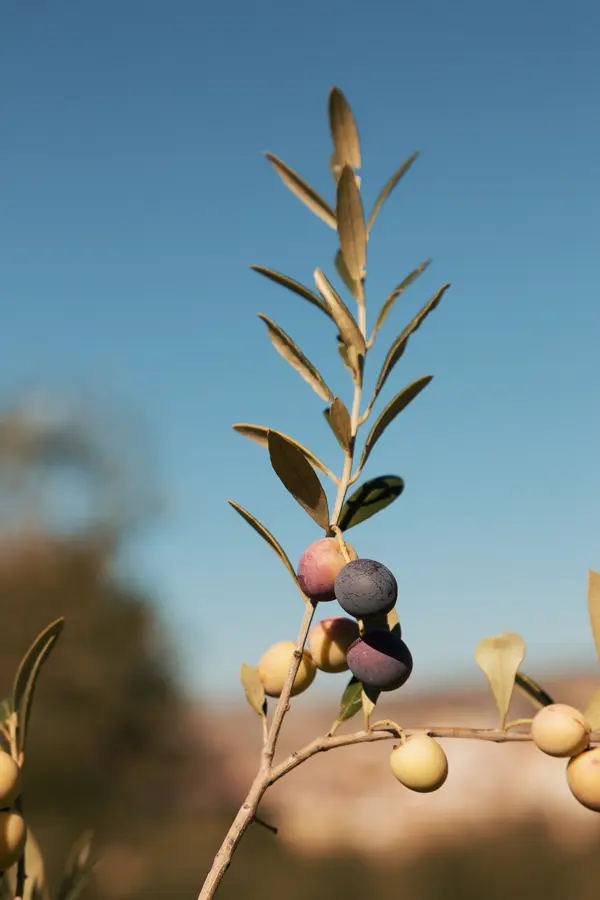 Mavi gökyüzü önünde zeytin tanelerini taşıyan zeytin dalı